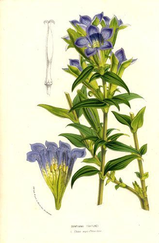 Calathiana - Gentiana scabra - горечавка, тирлич